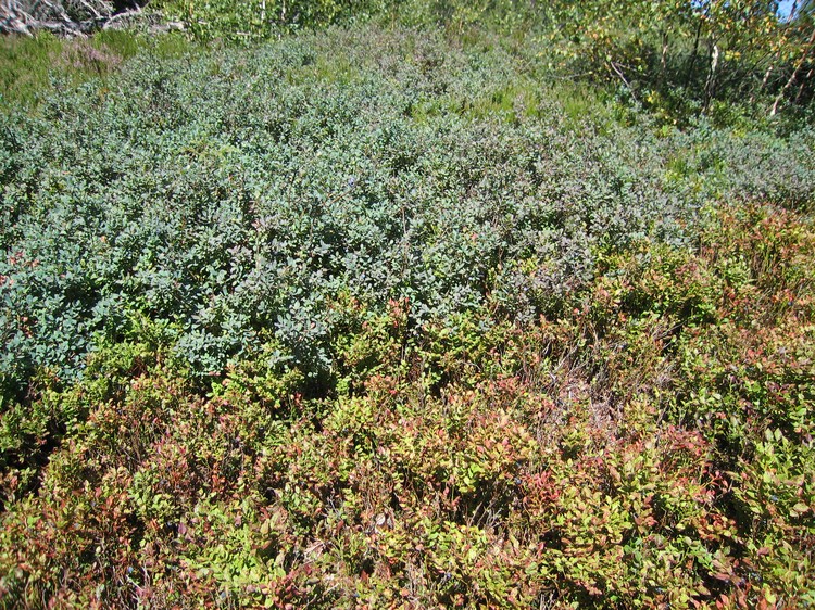 Vaccinium uliginosum